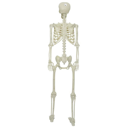 Halloween Skelett Weiß 155 x 38.5 cm Plastik
