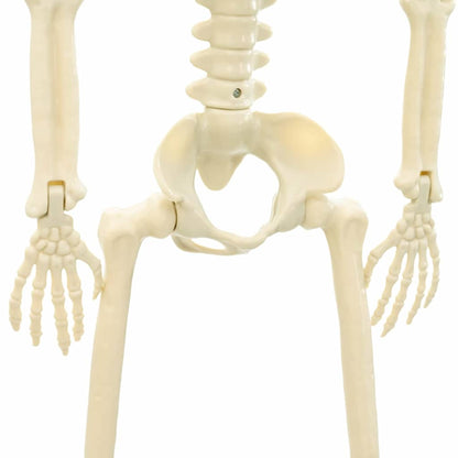 Halloween-Skelett 2 pcs Weiß 85 cm PVC
